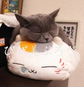 ブリティッシュの女のこ