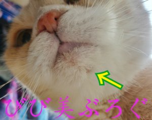 ねこの顎にきび　腫瘍