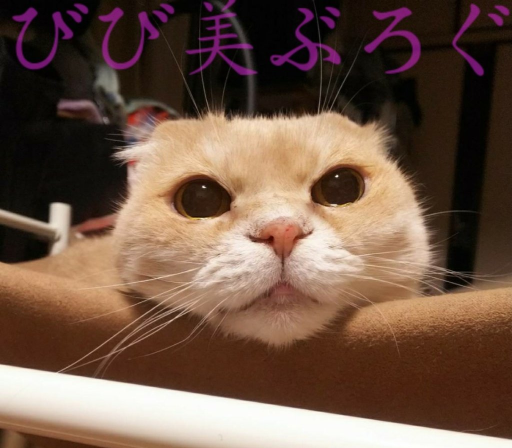 大切すぎるかわいいコ