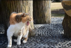 キレるねこ　威嚇