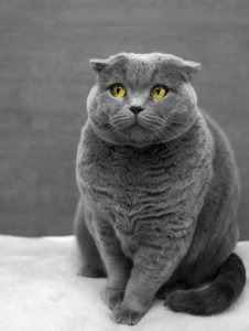 おびえる猫 ストレス