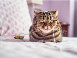 悟りを開いたねこ