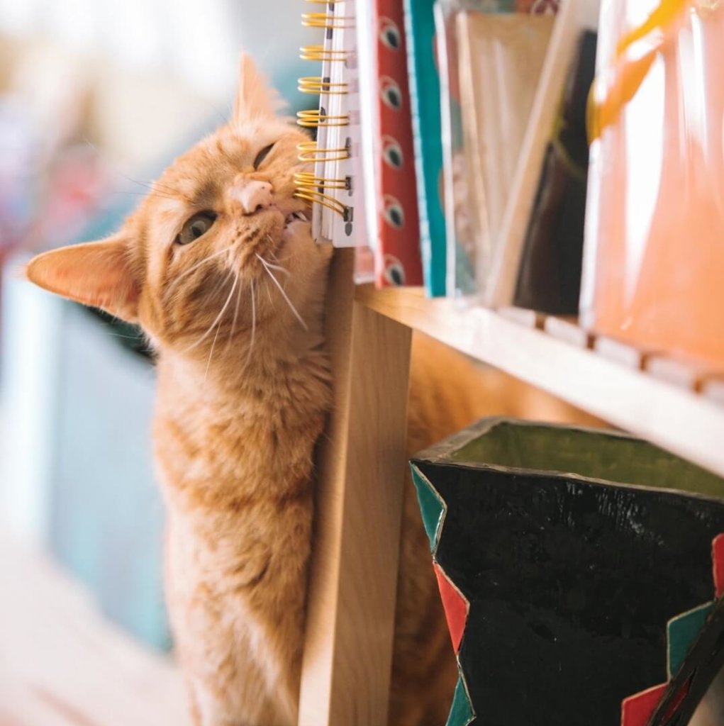 棚にスリスリする猫