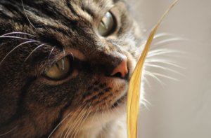 嗅覚がすごい猫