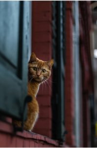 緊張するねこ