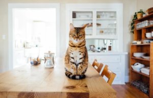自由気ままな猫の魅力