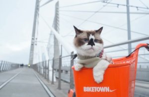 ねこの予防注射