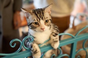 機嫌悪いねこ 病院