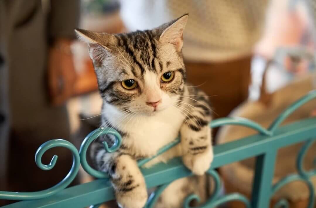 機嫌悪いねこ 病院