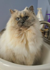 シャンプーする猫