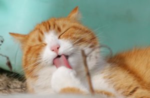 シリコンシャンプーの誤解やデマ