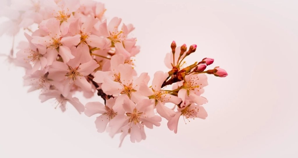 癒し効果の花　シャワーより湯船