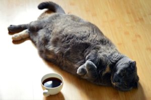 太った猫　ダイエットのアイテムとは