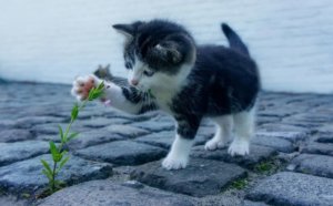 子猫から老猫まで食べられるフード