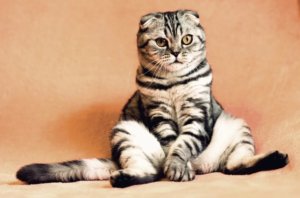 かわいいと言われるスコ座りをする理由は、脚腰が痛いから。
