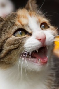 猫は肉食動物
