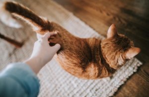猫にささみも危険