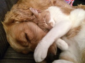 犬も猫も