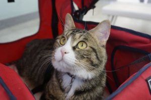キャリーバッグで通院する猫