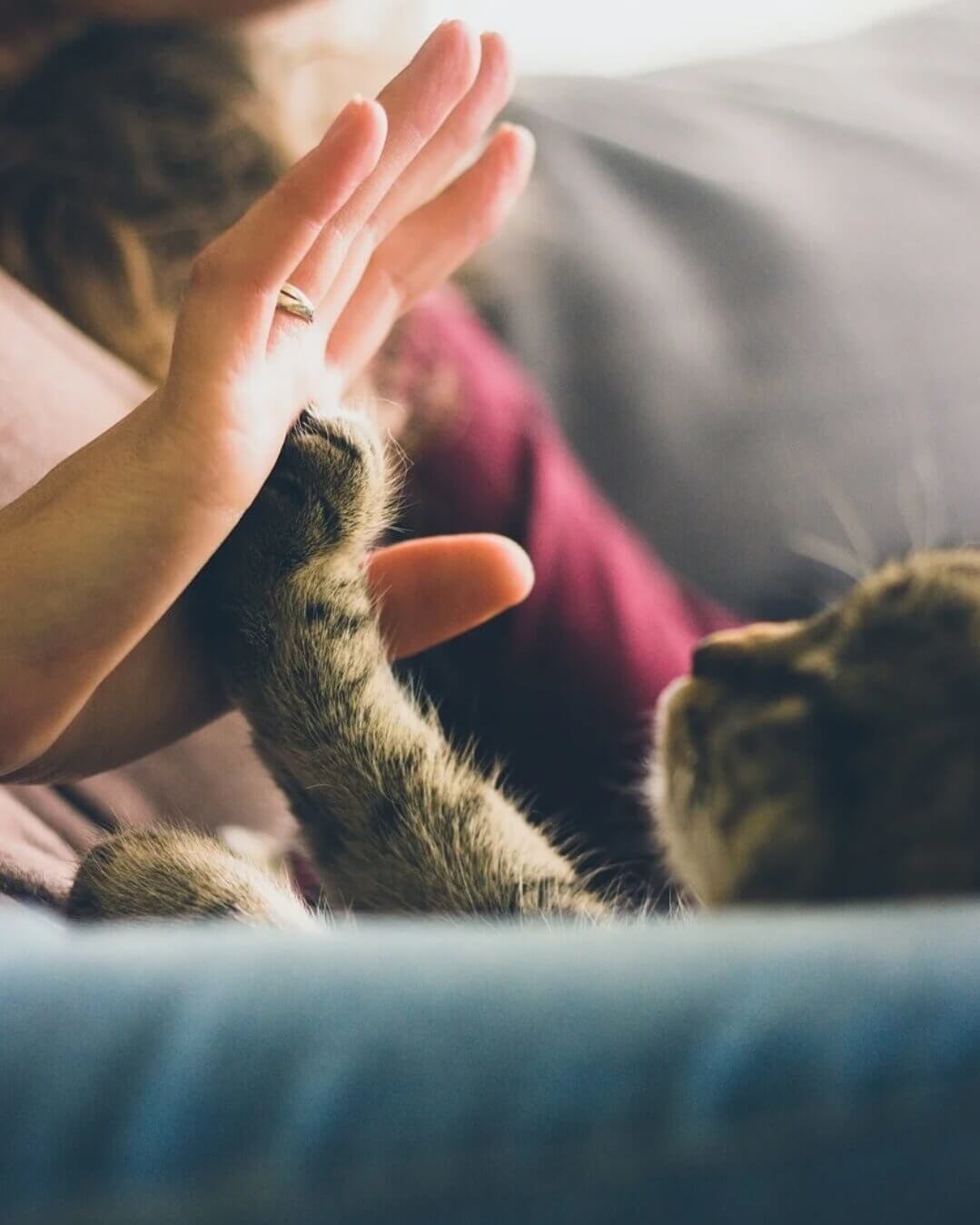 猫と人のキズナ