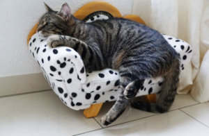 具合が悪い猫