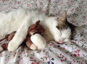 ぬいぐるみを抱いて眠る猫