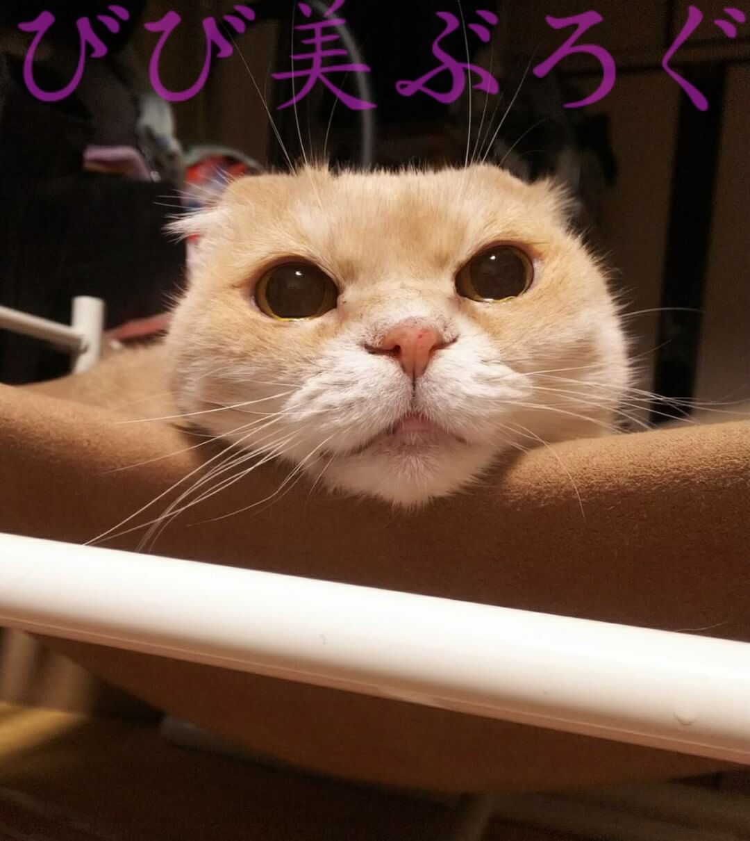 かわうそじゃないよ、スコのおんにゃのこだよ