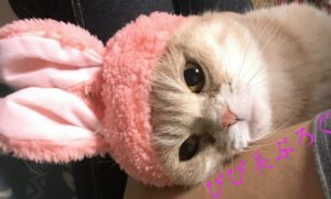 心臓 腎臓 治療がんばるねこ