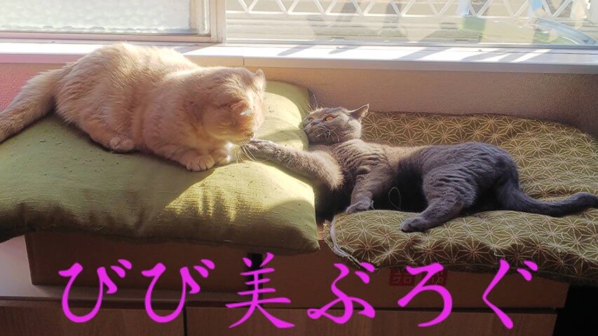 陽のあたる大好きな場所