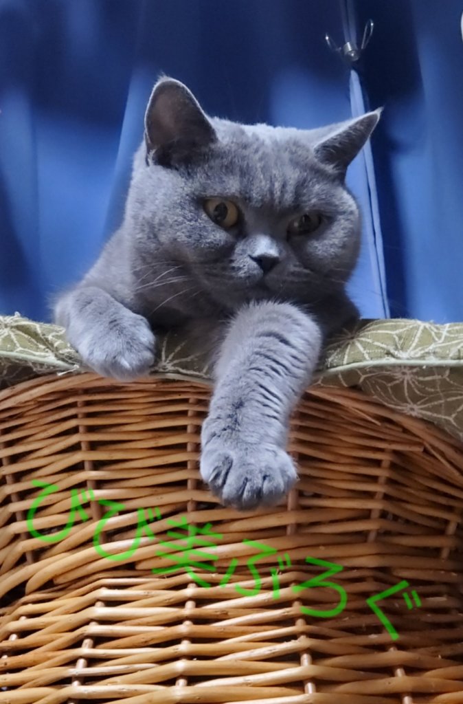 悪い顔の猫　ブリティッシュショートヘア