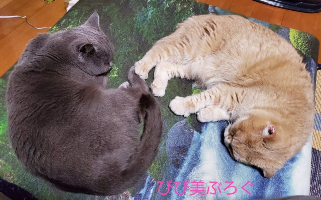 なかよしな猫 ストーブ前