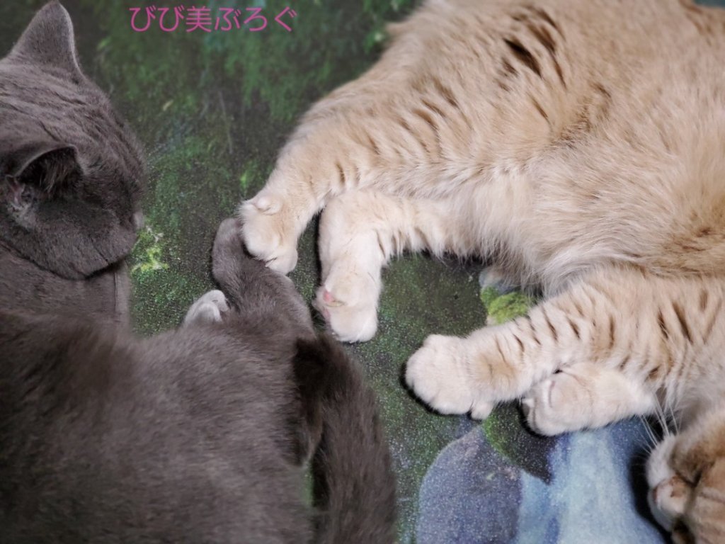 足をつないで寝る猫たち ほのぼの