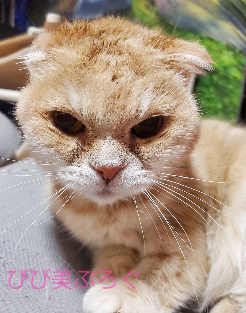 ウエットシートで頭洗った猫 面白