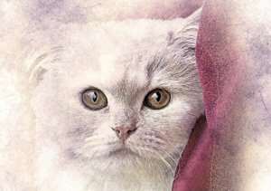 まるい猫の絵