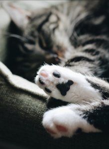 猫の肉球