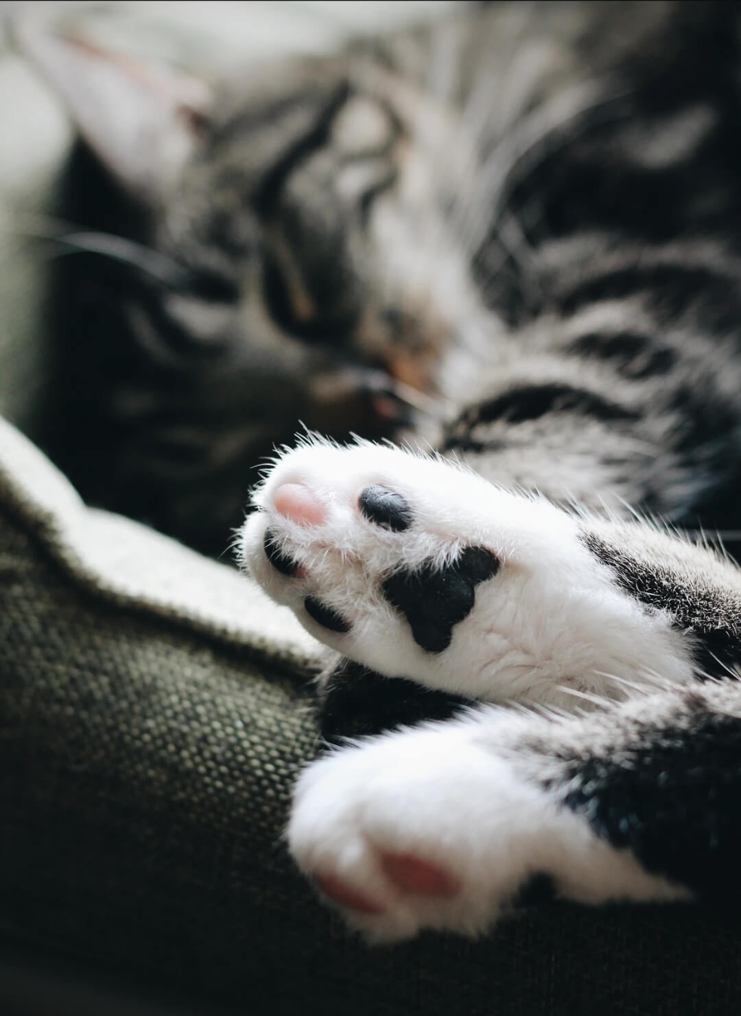 猫の肉球