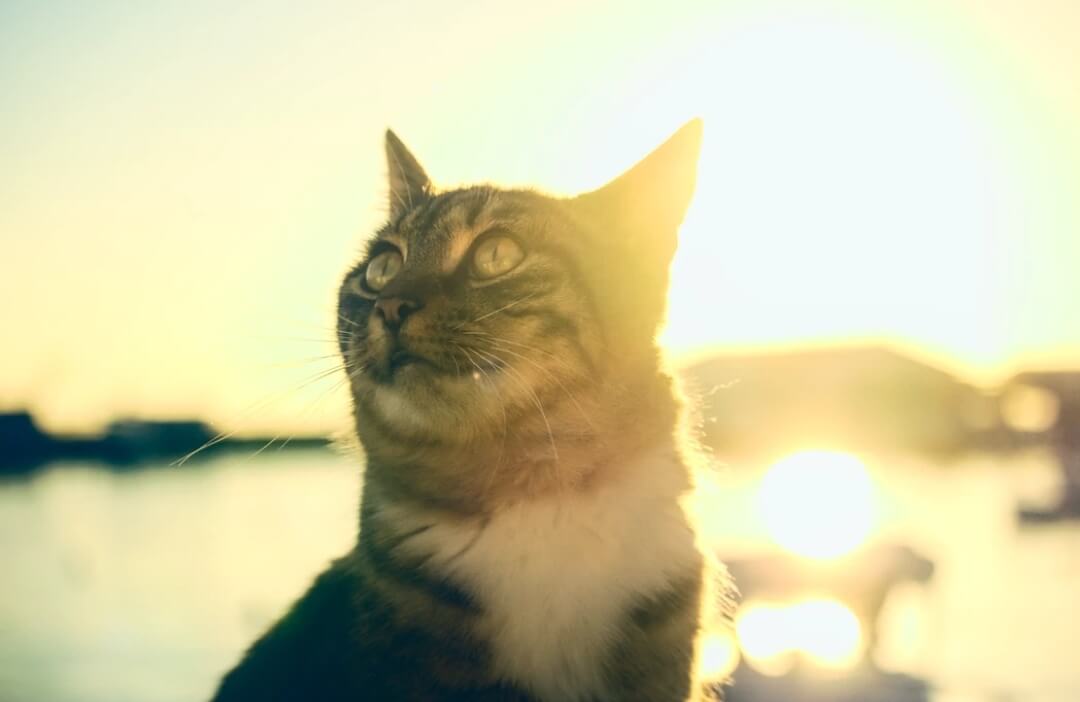 夕暮れ時の猫