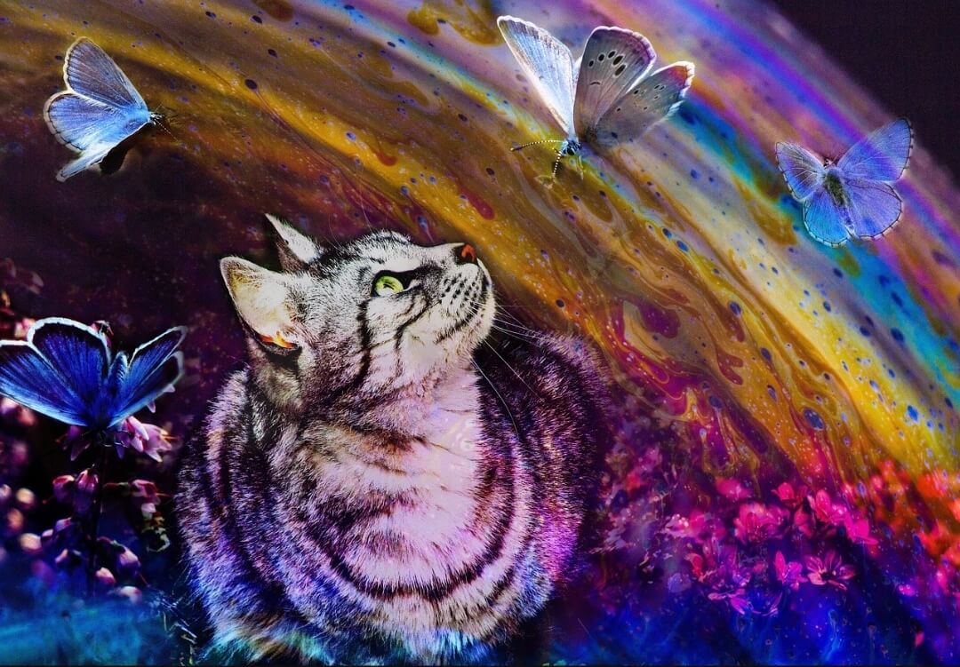 虹と猫