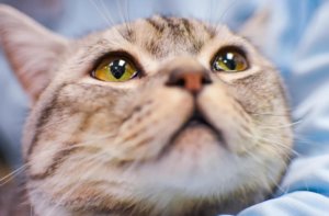 涙こらえる猫