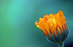 濡れる花