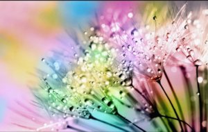 虹の花
