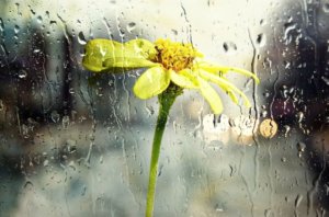 雨粒を浴びる黄色い花