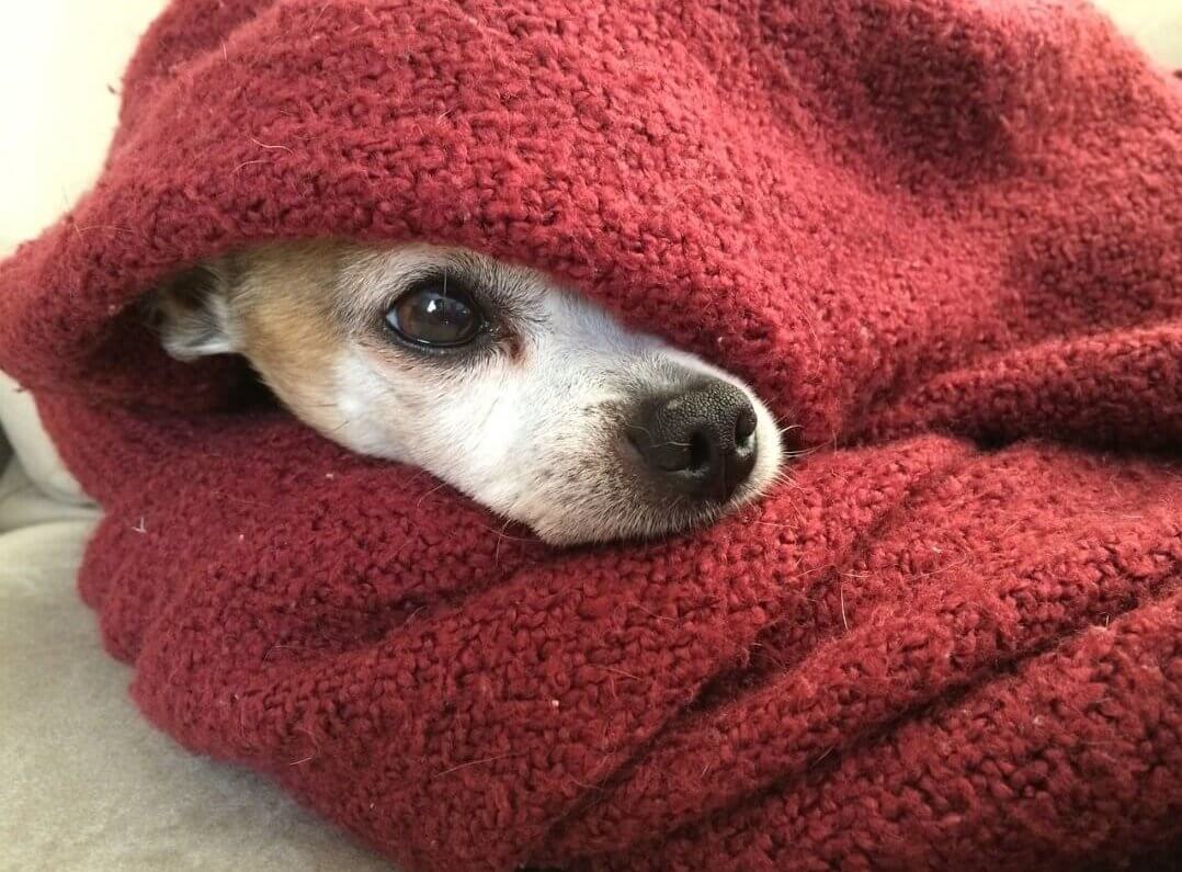 タオルにくるまった犬