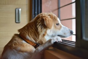 窓際のわんこ