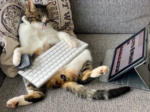 PCに向かう猫