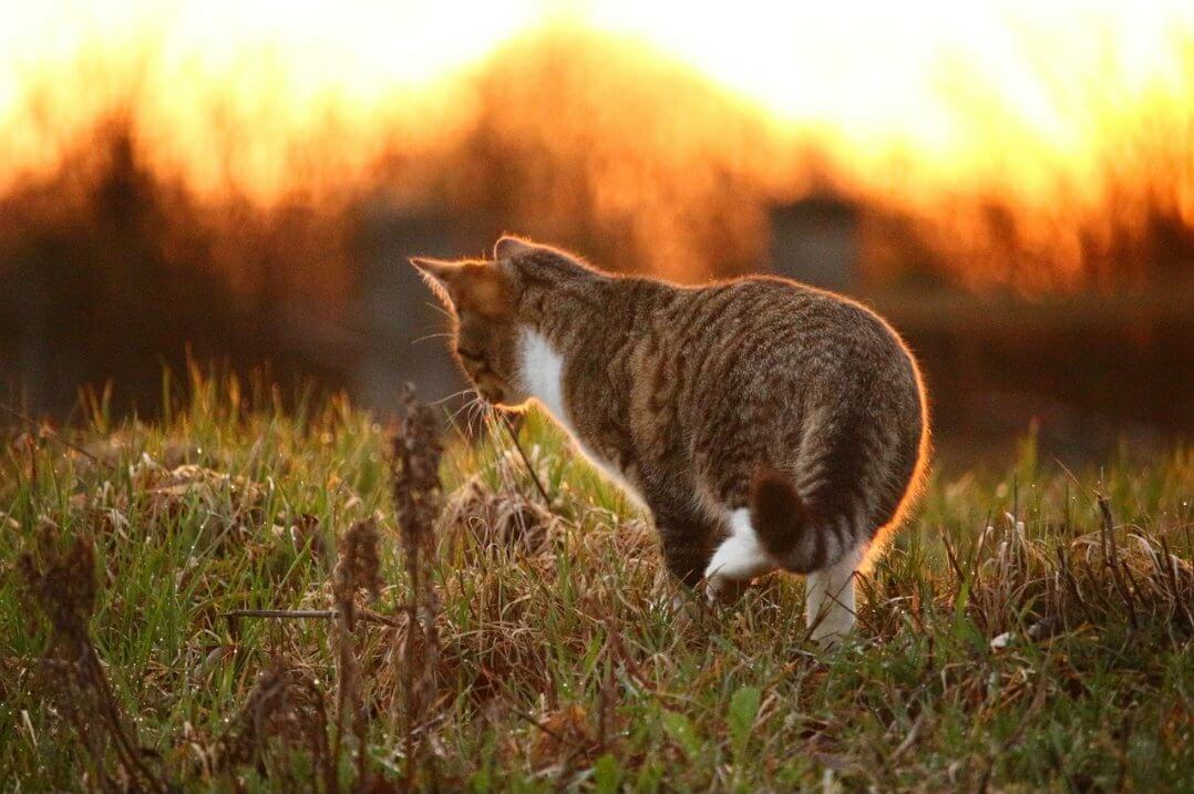 夕焼けの猫