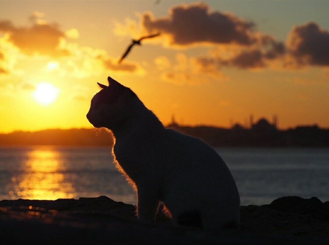 猫とカモメ