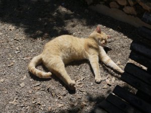 ポカポカのび～