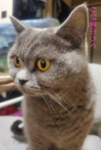 ブリティッシュショートヘアの女の子