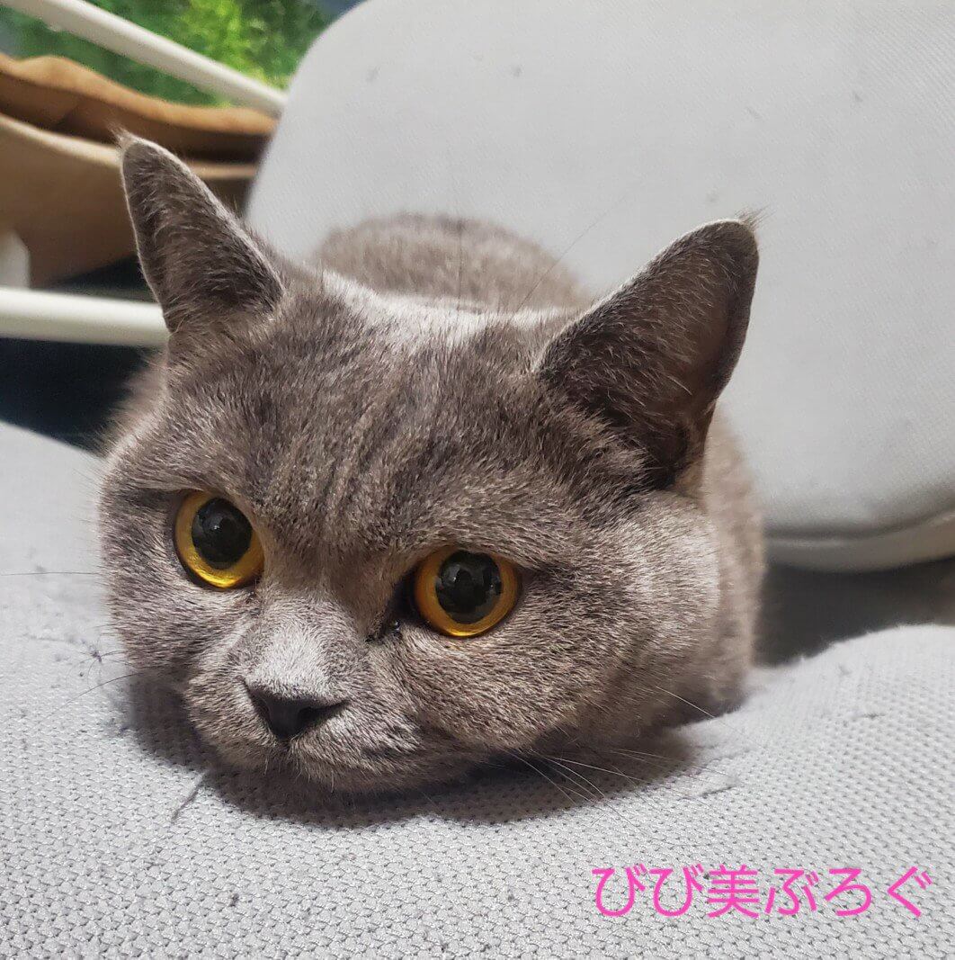 爪とぎ兼イスを占領